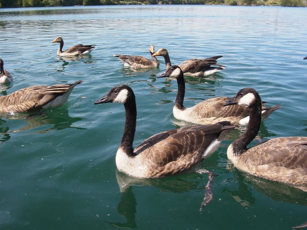 B&B Am See Koeln - Privatzimmer Стая снимка